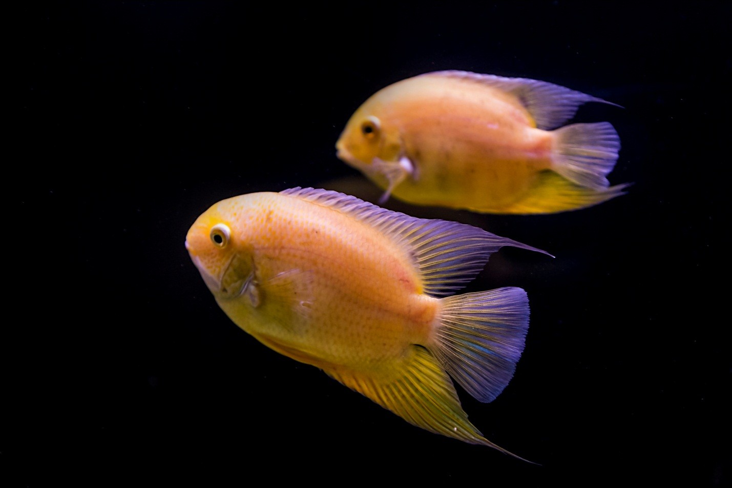 самые умные рыбы цихлиды 