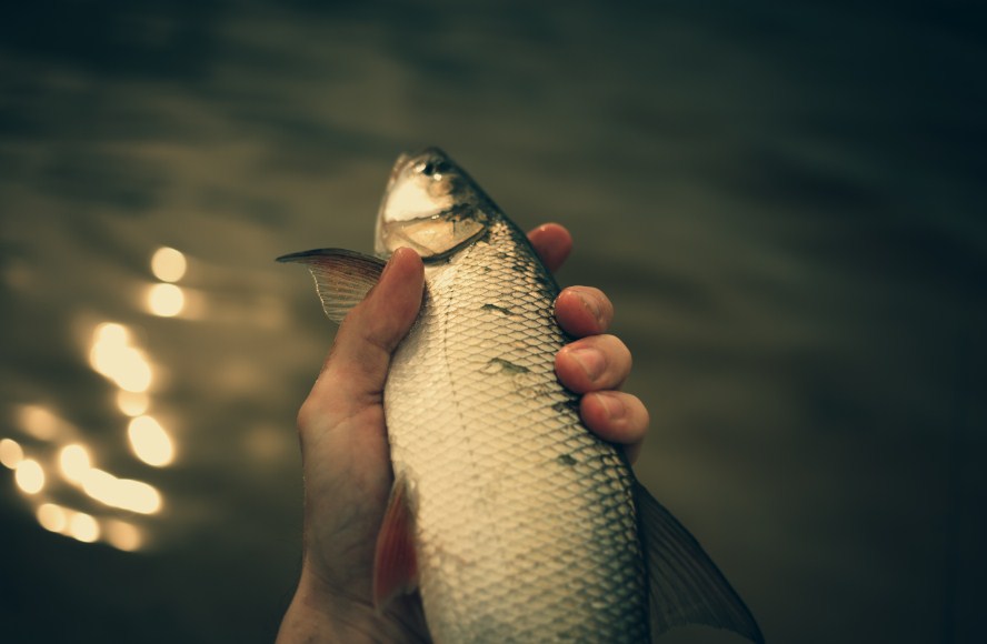 пойманная рыба