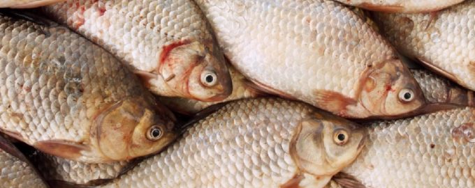 несколько карасей