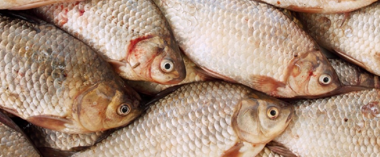 несколько карасей