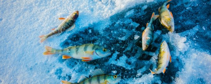 особенности ловли рыбы на льду