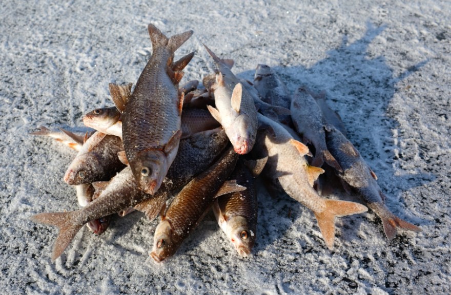 хороший улов 