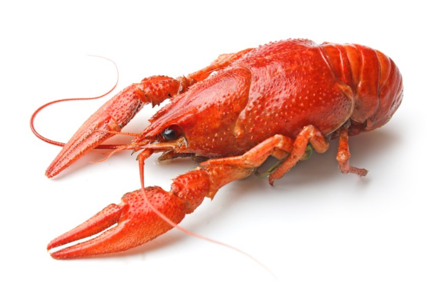 красный рак 