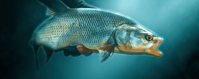 как выглядит жерех