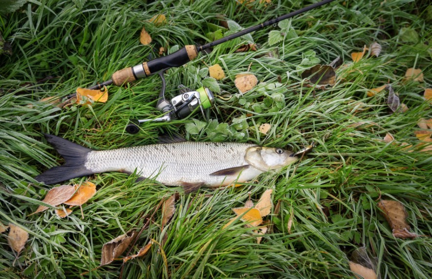 внешний вид жереха