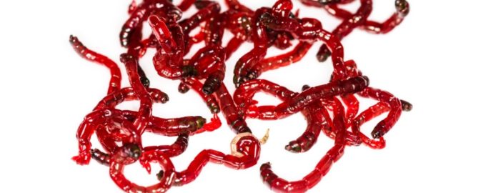 хранение мотыля