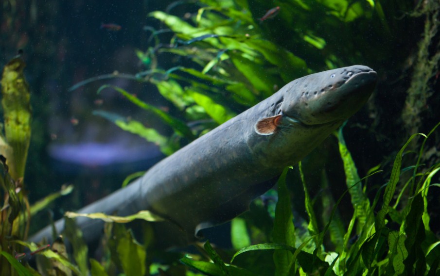 угорь в аквариуме 