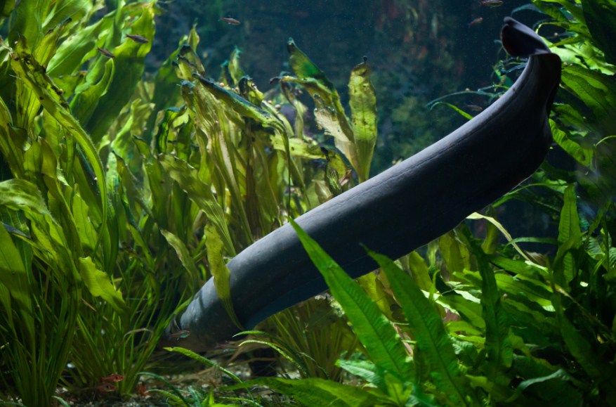 внешний вид угря