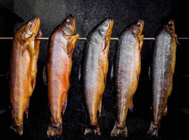 как выглядит горбуша