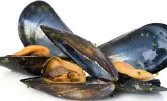 внешний вид мидий