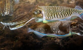 внешнийвид каракатицы