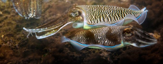 внешнийвид каракатицы