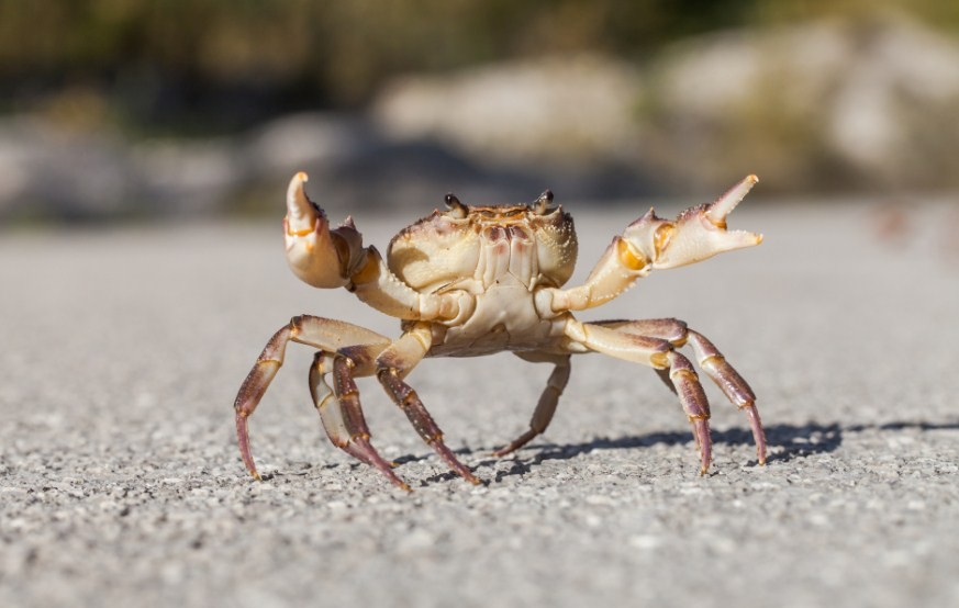 маленький краб