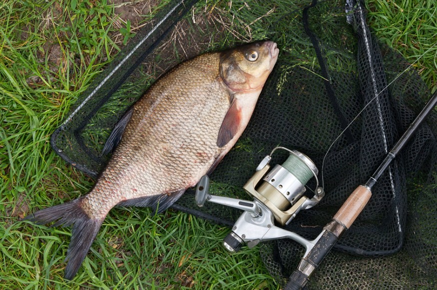 выловленныйлещ