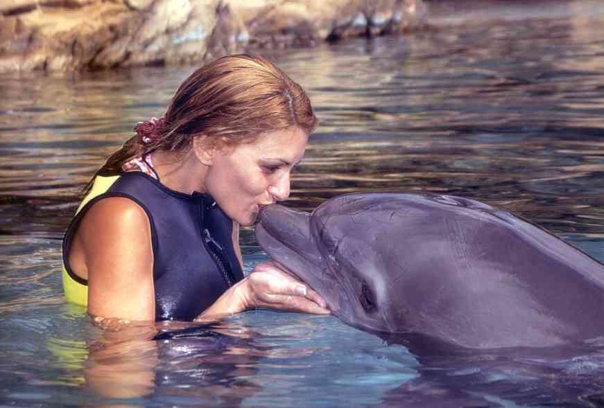 нападает ли дельфин на акул