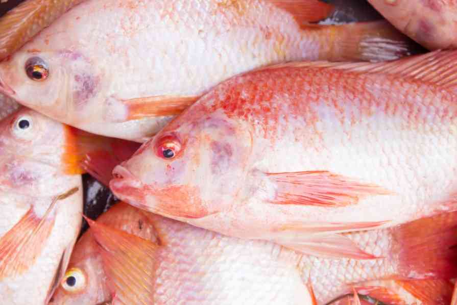 блюдо из рыбы