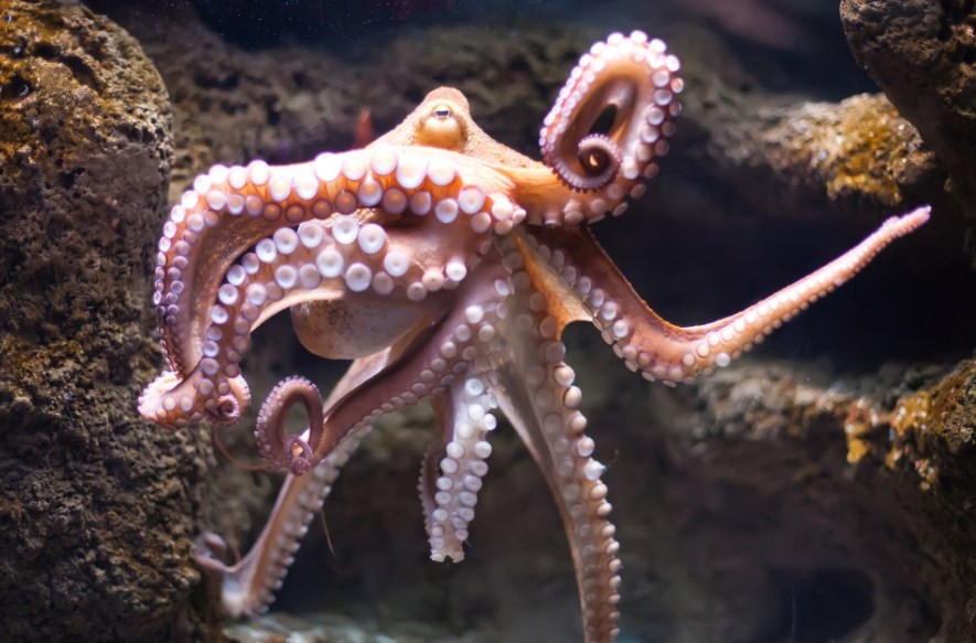 большой осьминог