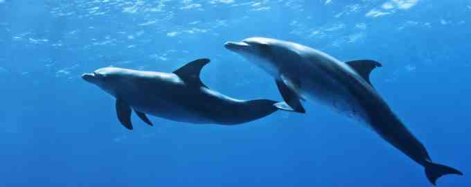опасны ли дельфины