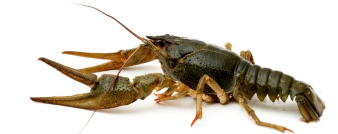 как выглядит рак