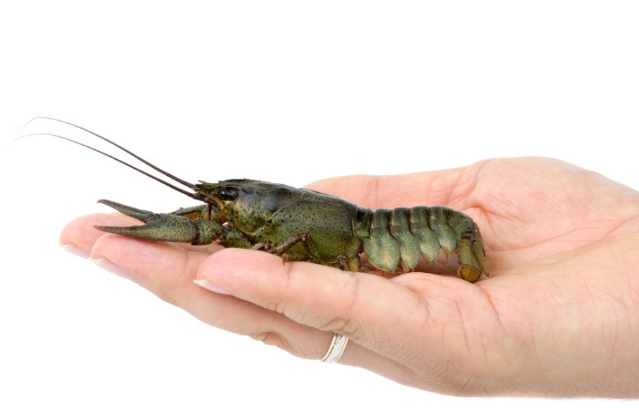 крупный рак на ладошке