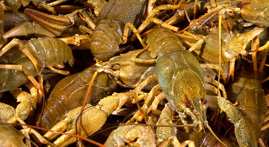 несколько речных раков