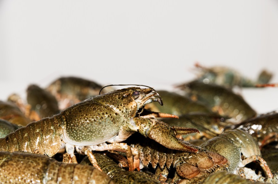 рак речной