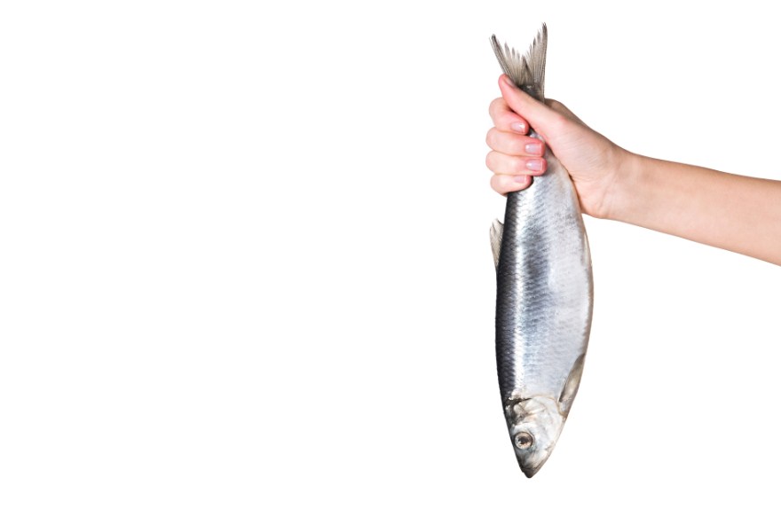 рыба сельдь 