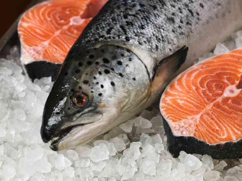 как выглядит форель 