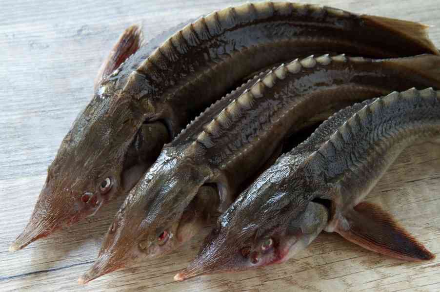 как выглядит осетр