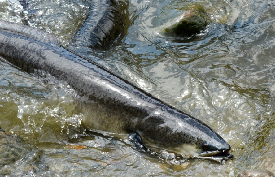 речной угорь 