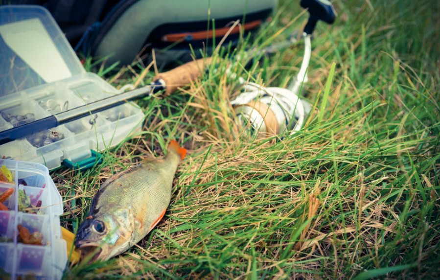 пойманная рыба