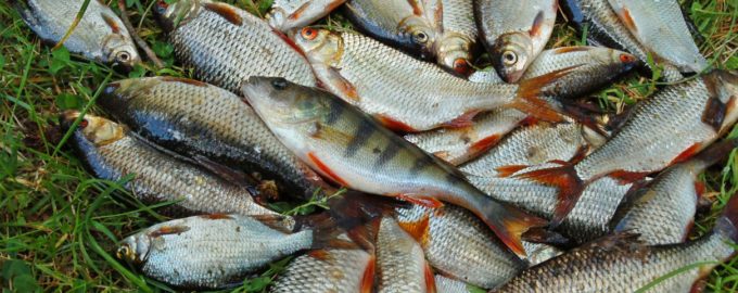 рыбный улов