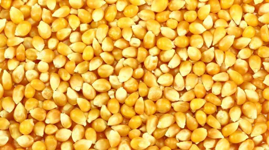 сухая кукуруза