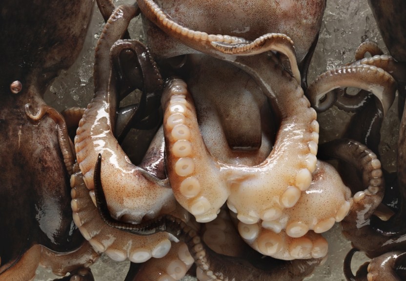 как выглядит осьминог