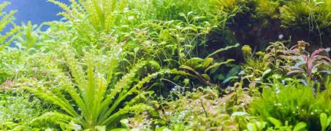 настоящая трава