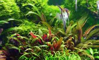 рыбки в аквариуме