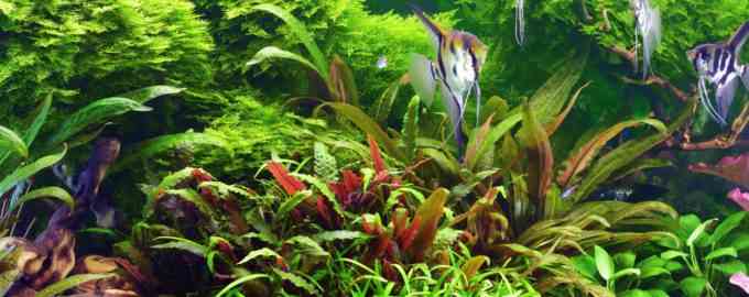 рыбки в аквариуме