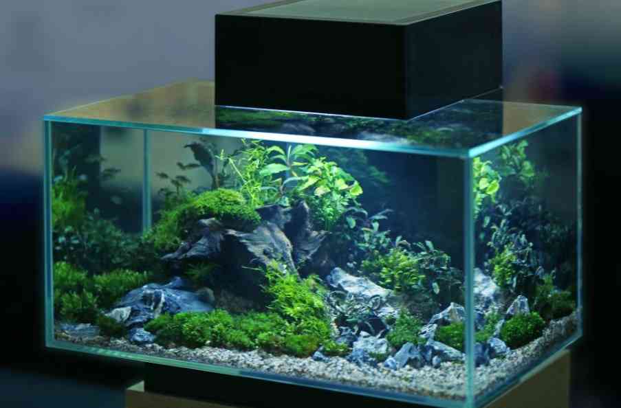 как содержать аквариум 