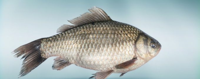 рыба карась