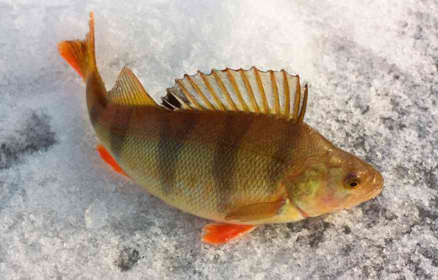 речной окунь