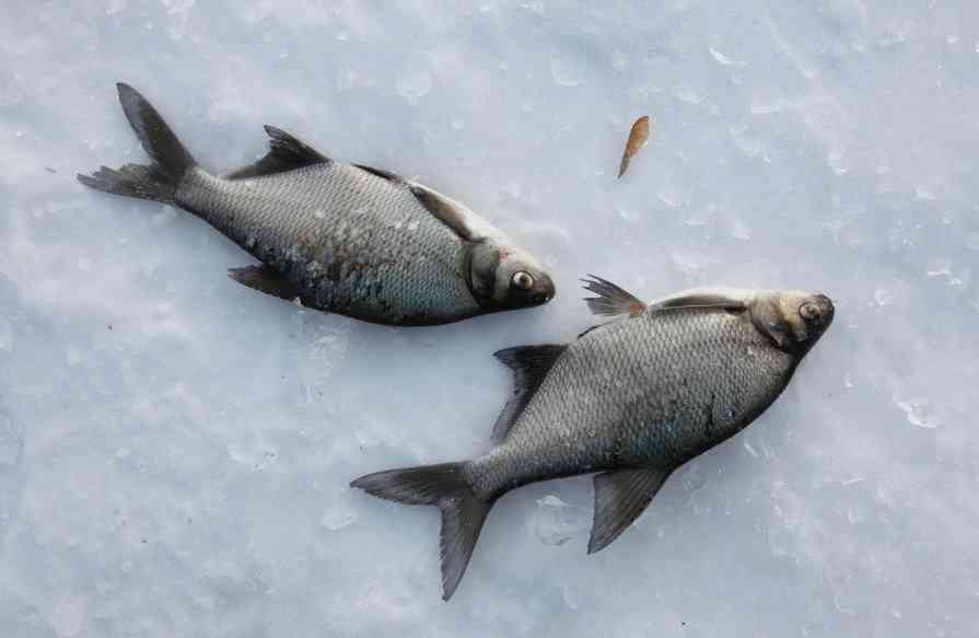 ловля леща зимой 