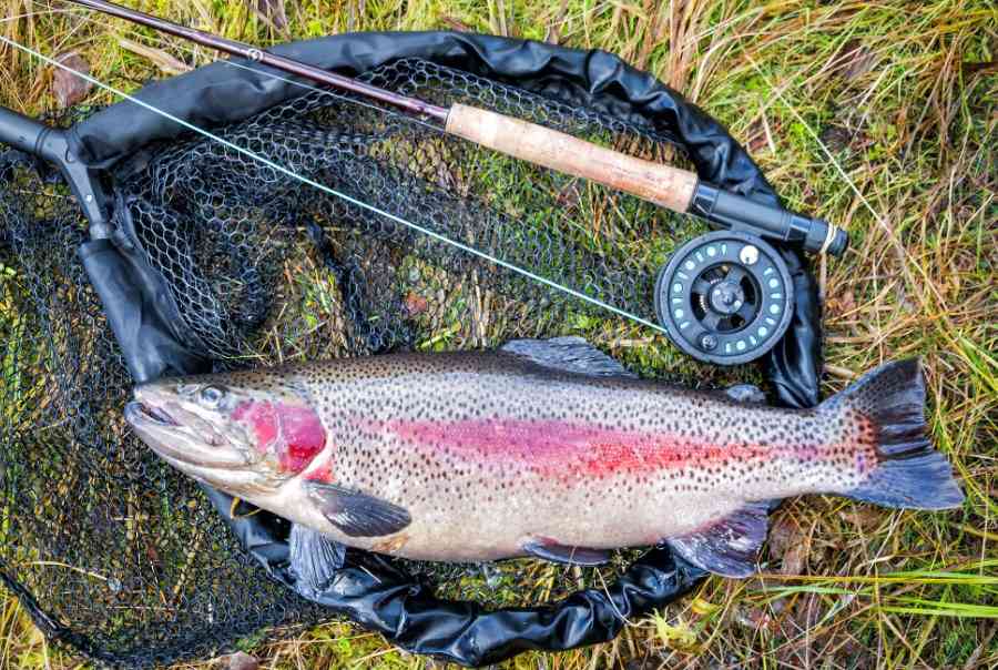 форель на спиннинг