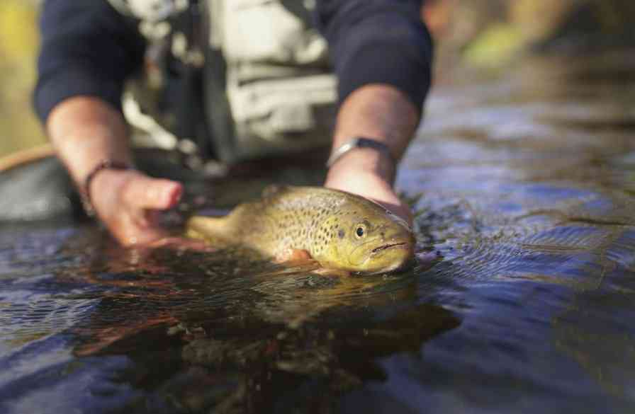 рыба форель 