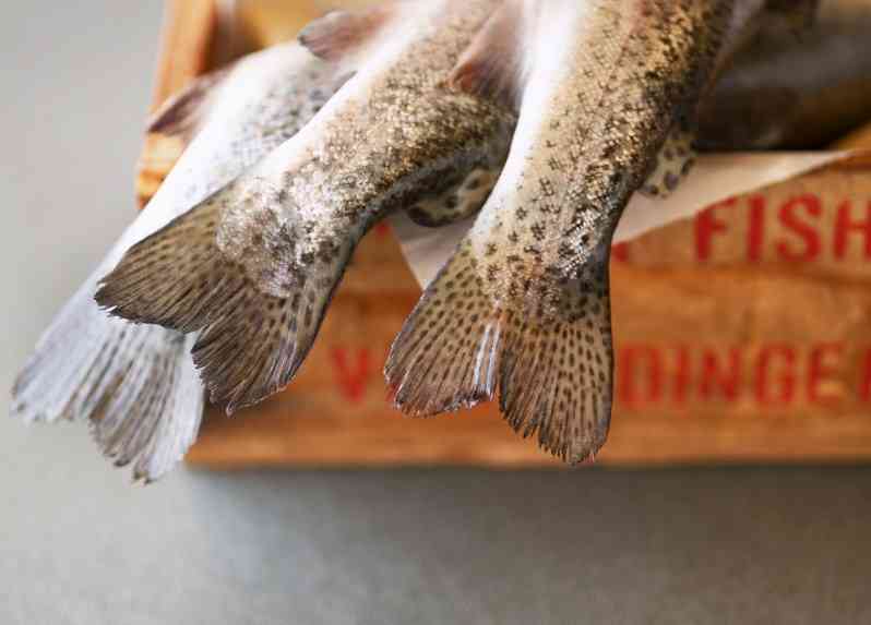 внешний вид форели 