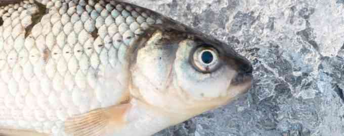 как ловить леща