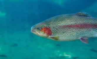 как выглядит форель