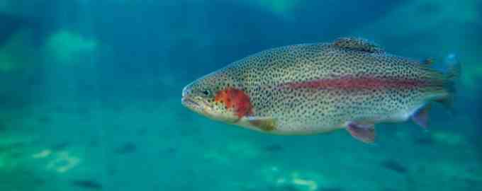 как выглядит форель