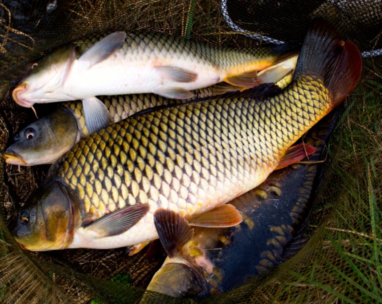 как выглядит сазан и карп