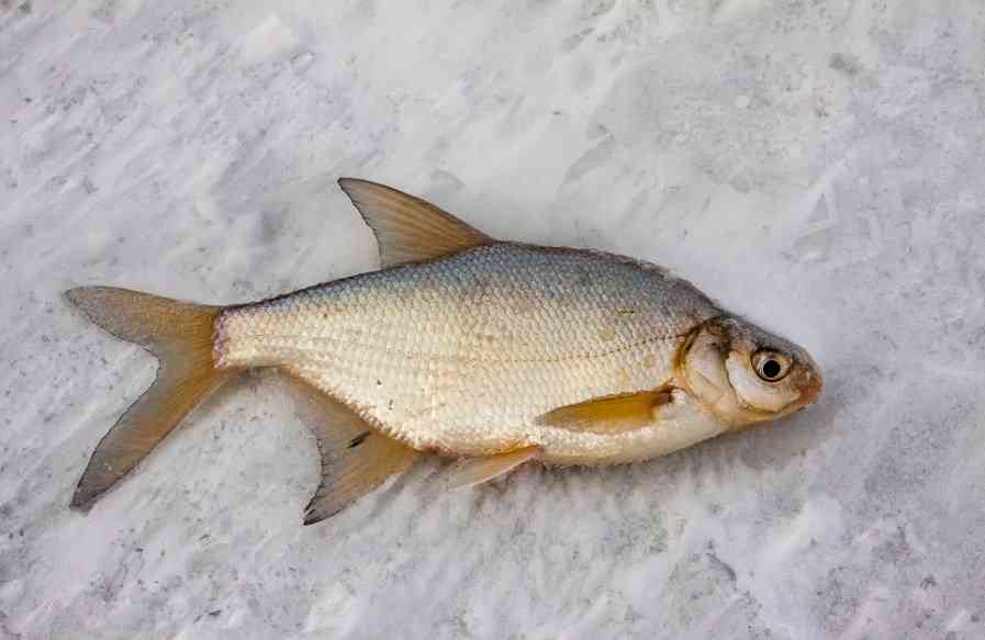 особенности ловли леща