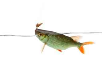 как выглядит плотва